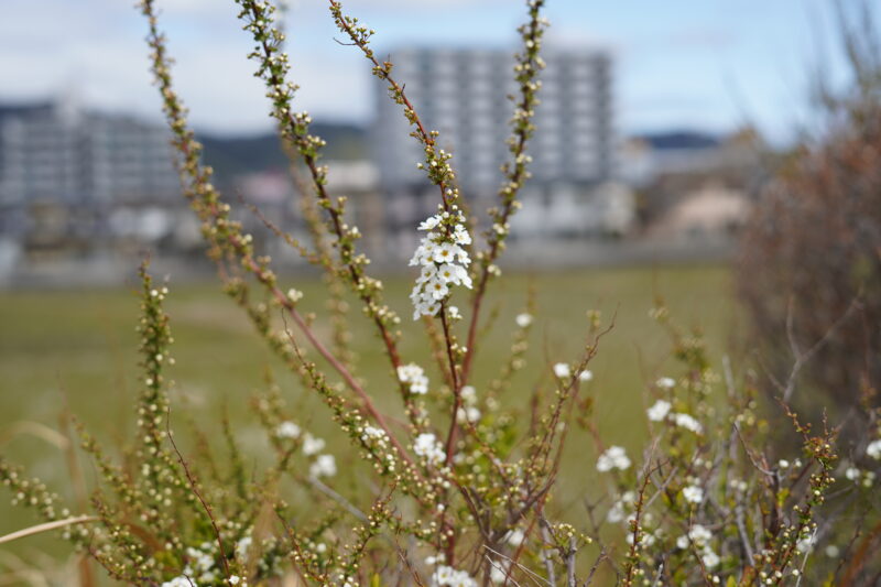 ユキヤナギ 川の土手