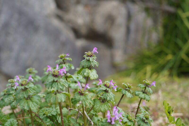 春の野草ホトケノザ 紫色の花