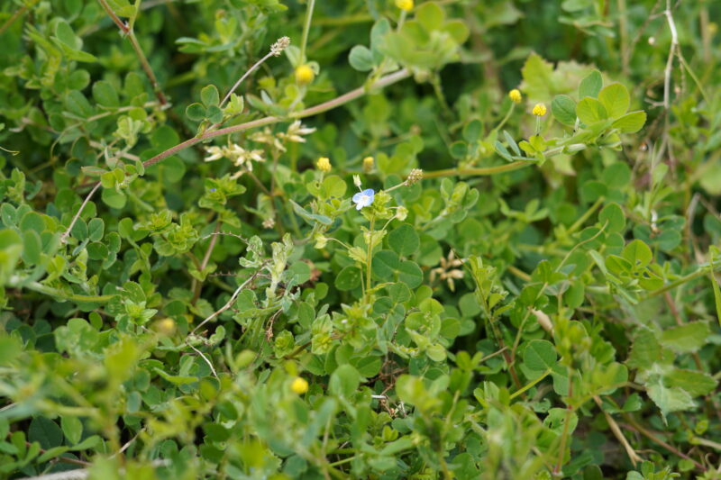オオイヌノフグリ 青い小さな花